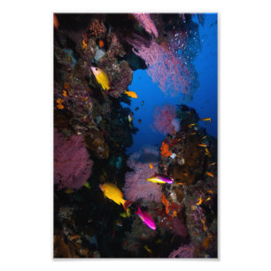 Colourful Coral Sea Photo Print