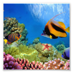 Colourful Coral & Tropical Fish Photo Print