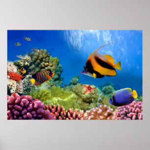 Colourful Coral & Tropical Fish Poster