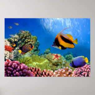 Colourful Coral & Tropical Fish Poster
