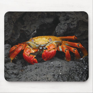 Colourful Crab Mouse Pad