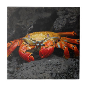 Colourful Crab Tile