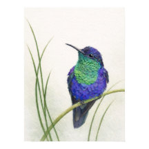Colourful Crowned Woodnymph Hummingbird 