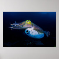 Colourful Cuttlefish Poster