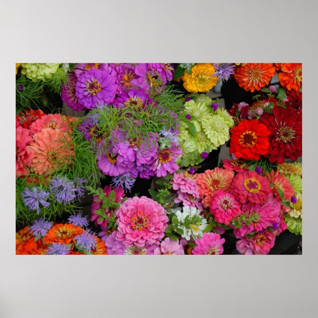 colourful daisies poster (Front)