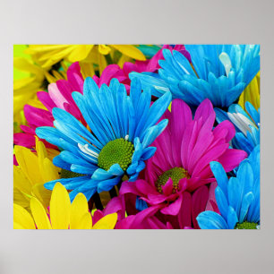 Colourful Daisies Poster