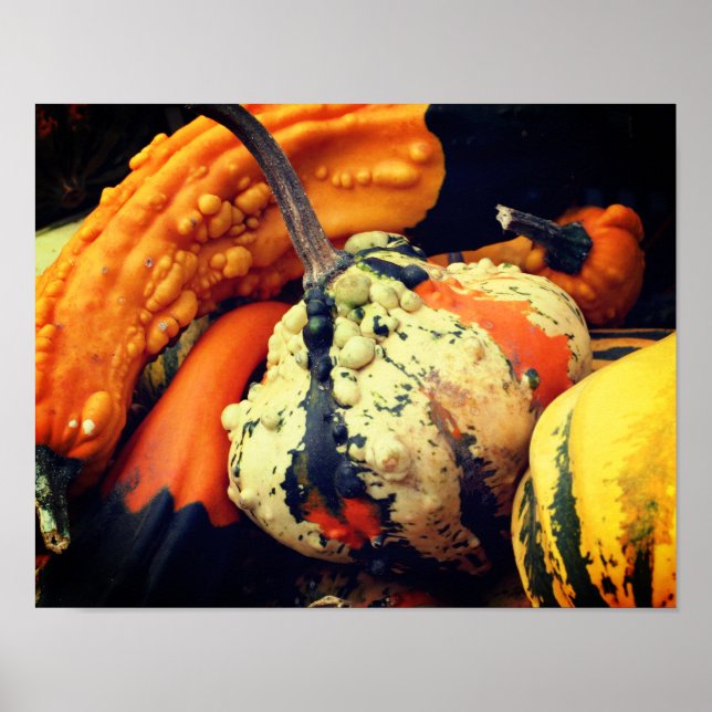 Colourful Decorative Gourds Close Up Fall  Poster (Front)