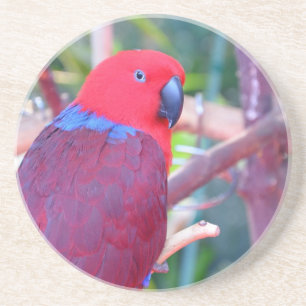 Colourful eclectus parrot coaster