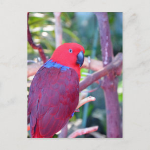 Colourful eclectus parrot postcard