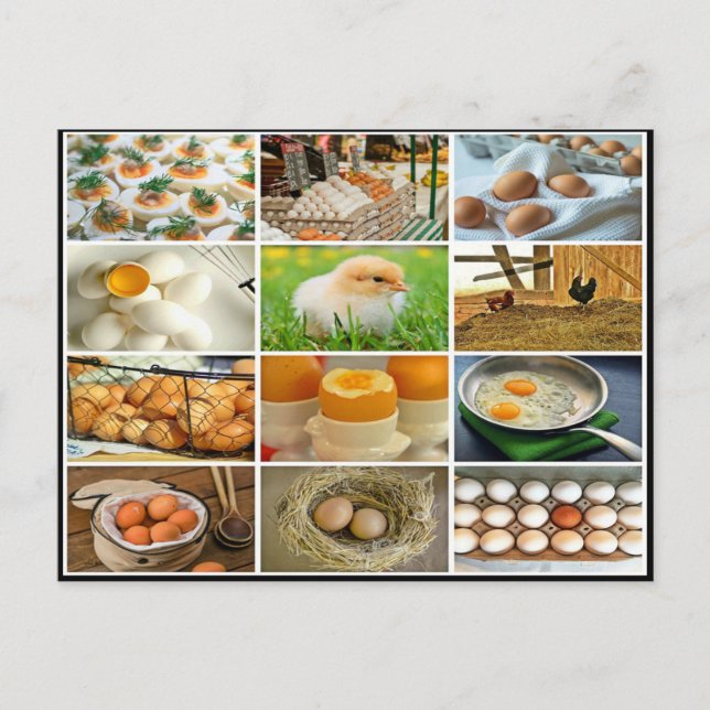 Colourful egg chicken prouct collage postcard (Front)