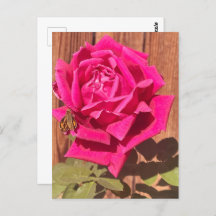 Colourful Elegant Pink Floral Pink Flower