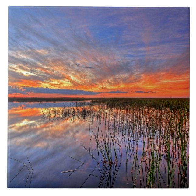 Colourful Everglades, Florida, Tile (Front)