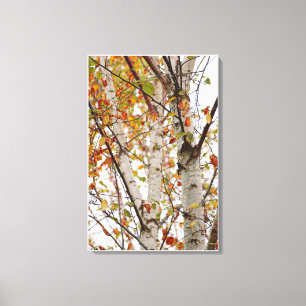 Colourful Fall Birch Trees Orange Red Yellow Leave Canvas Print