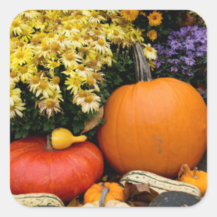 Colourful fall decorative pumpkin display square sticker