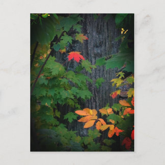 colourful fall leaf postcard