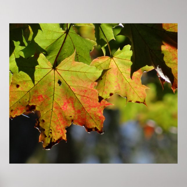 Colourful fall leaves poster (Front)