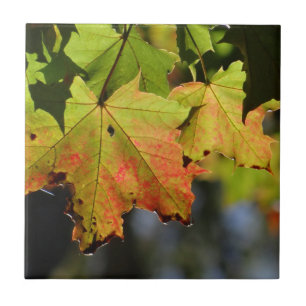 Colourful fall leaves tile