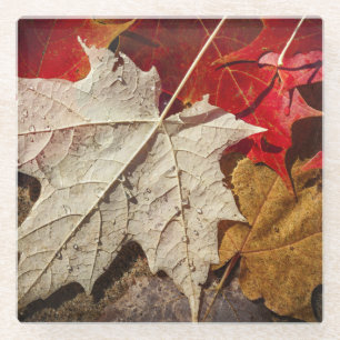 Colourful Fall Maple Leaves Floating Glass Coaster