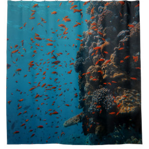 Colourful Fishes And Reefs