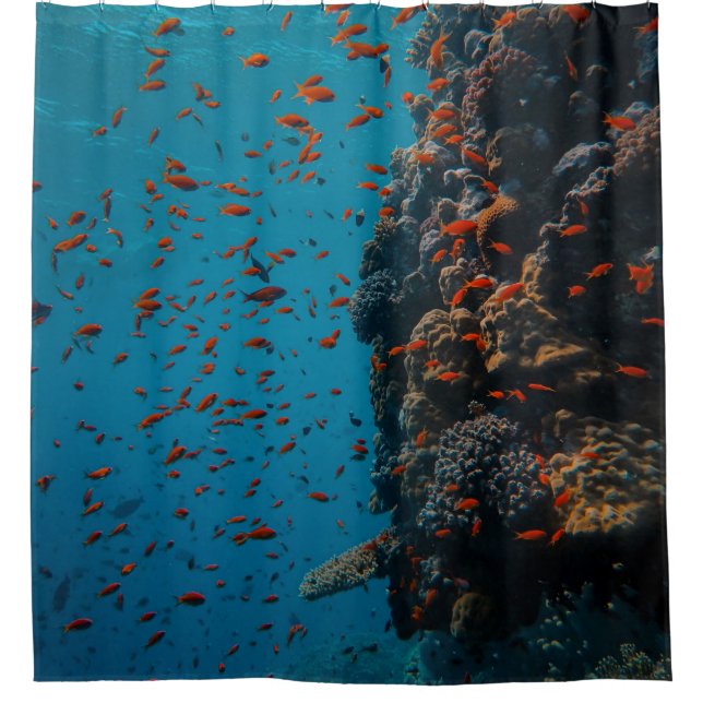 Colourful Fishes And Reefs (Front)