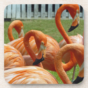Colourful flamingos hard plastic coasters