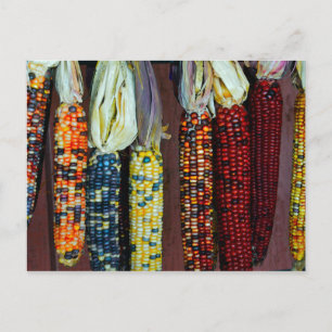 Colourful Flint or Indian Corn Postcard