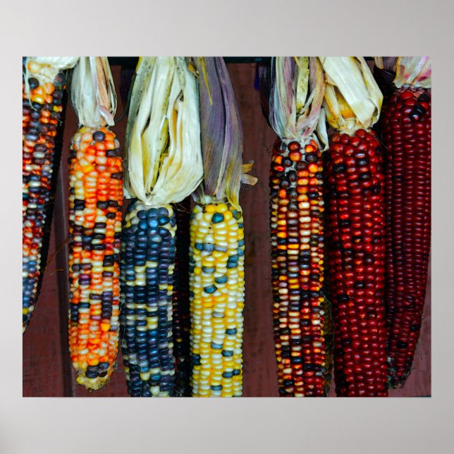 Colourful Flint or Indian Corn Poster (Front)