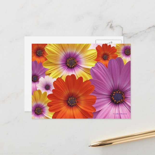 Colourful Floral Medley of African Daisies Postcard (Front/Back In Situ)