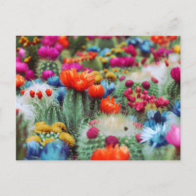 Colourful Flowering Cactus Garden Postcard (Front)