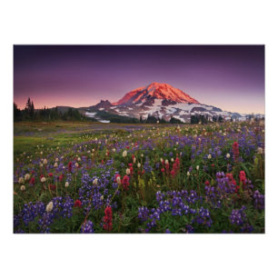 Colourful Flowers in Rainier National Park Poster