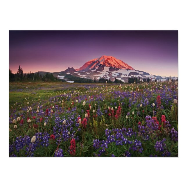 Colourful Flowers in Rainier National Park Poster (Front)