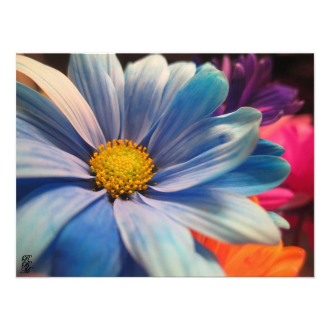 Colourful Flowers Photo Print (Front)