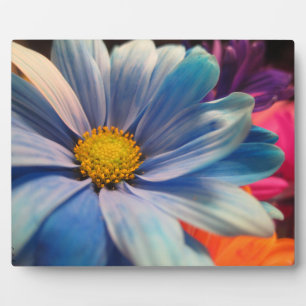 Colourful Flowers Plaque
