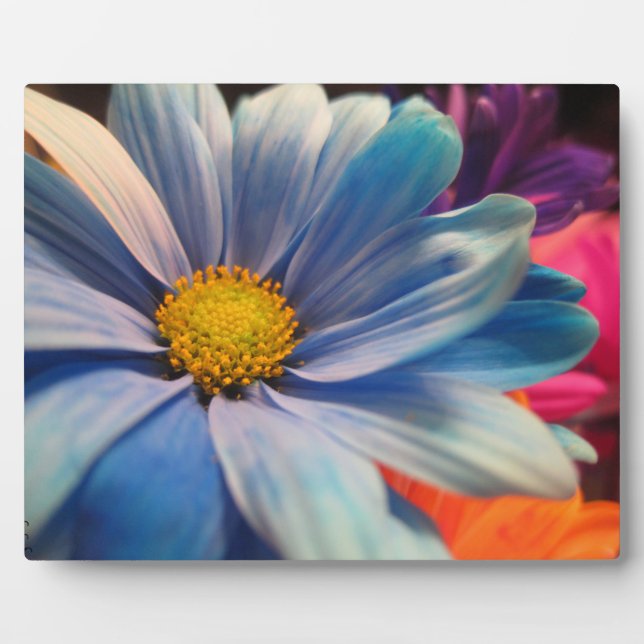 Colourful Flowers Plaque (Front)