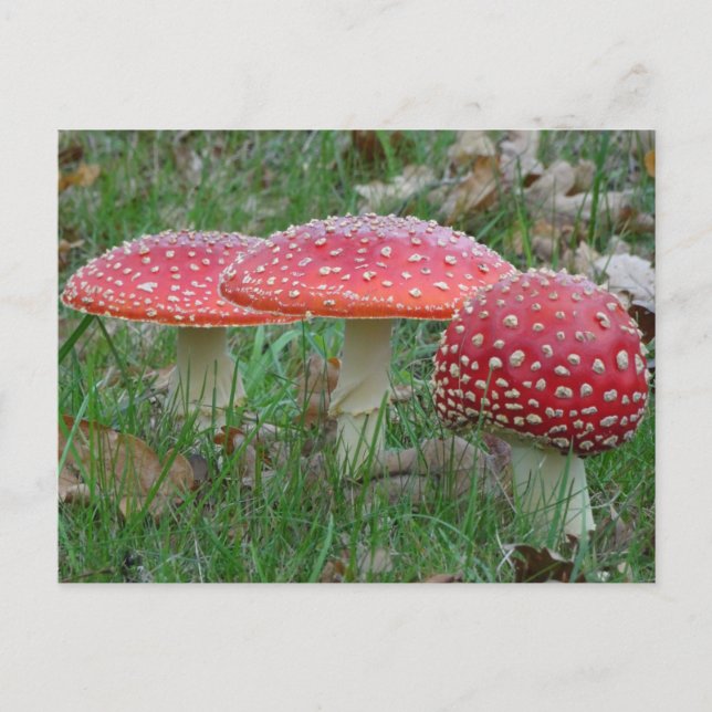 Colourful Fly Amanitas DIY Postcard (Front)