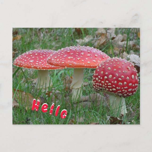 Colourful Fly Amanitas HELLO Postcard (Front)