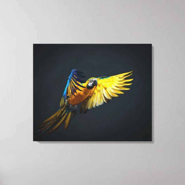 Colourful flying Ara on a dark background Canvas Print (Front)