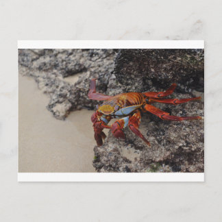 Colourful Galapagos crab post card
