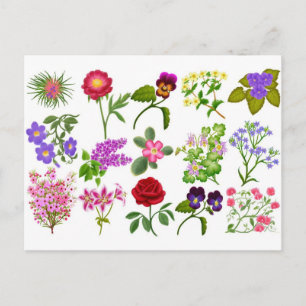 Colourful Garden Flowers Pocket Calendar Postcard