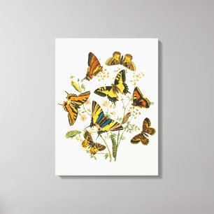 Colourful Gathering of Butterflies and Canvas Print