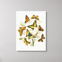 Colourful Gathering of Butterflies and Caterpillar