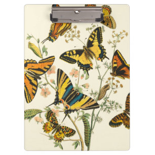 Colourful Gathering of Butterflies and Caterpillar Clipboard