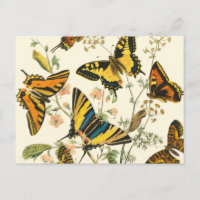 Colourful Gathering of Butterflies and Caterpillar