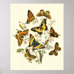 Colourful Gathering of Butterflies and Caterpillar Poster