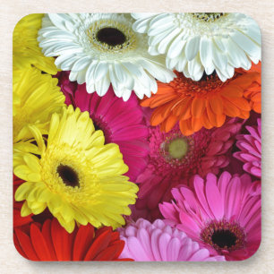 Colourful gerber flowers coaster