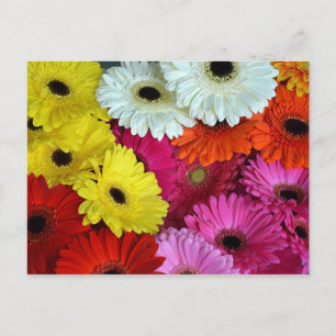 Colourful gerber flowers postcard