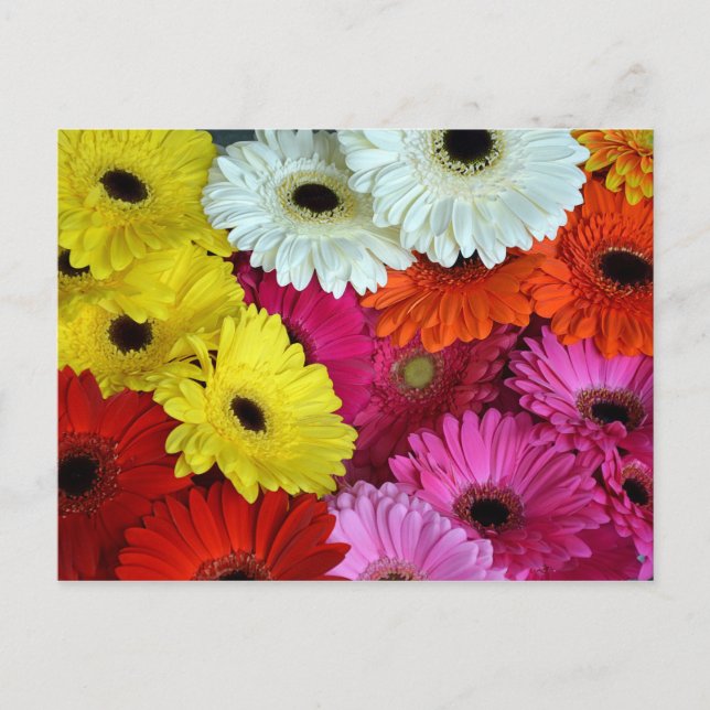 Colourful gerber flowers postcard (Front)