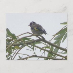 Colourful Goldfinch DIY Postcard