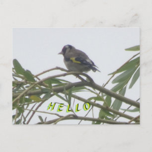Colourful Goldfinch Hello Postcard