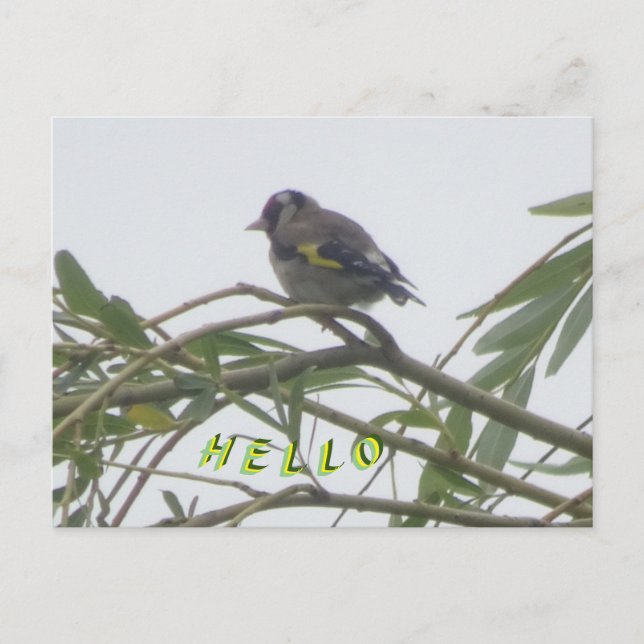 Colourful Goldfinch Hello Postcard (Front)